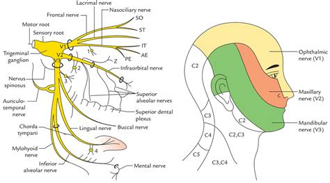 nervus trigeminus anatomisi